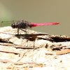 Pink Skimmer (Orthetrum pruinosum neglectum)