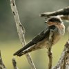 Hill Swallow (Hirundo domicola)