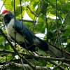 Red-faced malkoha (Phaenicophaeus pyrrhocephalus)