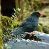 Eurasian Black bird (Turdus merula kinnisii)