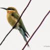 Blue-tailed Bee-eater (Merops philippinus)