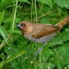 Scaly-breasted Munia (Lonchura punctulata)