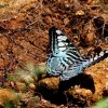 Clipper (Parthenos sylvia)