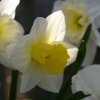 Narcissus, more of them