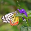 Common Jezebel (Delias eucharis)