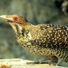 Asian Koel (Eudynamys scolopaceus)