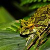 Schmarda's shrub frog (Pseudophilautus schmarda)