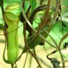 Pitcher plant (Nepenthes distillatoria)