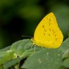 Orange Migrant (Catopsilia scylla)