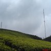 TNL and MTV towers in Udaradella farm Nuwaraeliya
