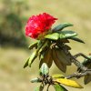 Rhododendron arboreum subsp. zeylanicum