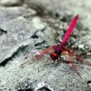 Dawn Dropwing (Trithemis aurora)