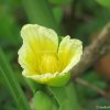 yellow flower.