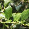 Sarcococca brevifolia