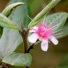 Rose Myrtle (Rhodomyrtus tomentosa)