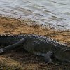 Mugger Crocodile - Yala, Sri Lanka