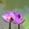 Manel or Nil Mahanel -The Blue Water Lily; The National Flower of Sri Lanka