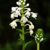 Calanthe triplicata