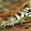 Pygmy lizard (Cophotis ceylanica)