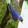 Velvet-fronted nuthatch (Sitta frontalis)