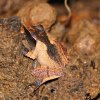 Sharp-snouted shrub frog (Pseudophilautus cuspis)