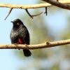 Indian black robin (Saxicoloides fulicatus)