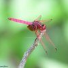 Red dragon fly