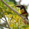 Chestnut-Eared Aracari - Pantanal, Brazil