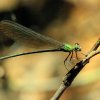 Black-Tipped Flashwing (Vestalis apicalis nigrescens)