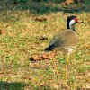 Red-wattled Lapwing (Vanellus indicus)