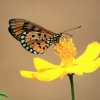 Tawny Coster butterfly (Acraea violae)