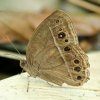 Dark-branded Bushbrown (Mycalesis mineus)