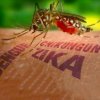 සිකා වෛරසය ගැන ඔබ දත යුතු දේ - Thing you should know about Zika Virus