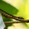 Common Bronzeback Tree Snake (Dendrelaphis tristis)