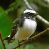 White-browed fantail (Rhipidura aureola)