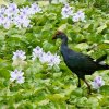 Purple swamphen (Porphyrio porphyrio)