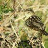 Zitting cisticola (Cisticola juncidis)