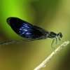 Shining Gossamerwing (Euphaea splendens)