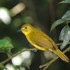 Yellow-browed Bulbul (Acritillas indica)