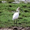 Eurasian spoonbill (Platalea leucorodia)