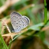 Tiny Grass Blue (Zizula hylax)