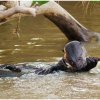 Giant River Otters - Pantanal, Brazil