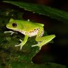 Moore's shrub frog (Pseudophilautus mooreorum)