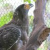 Red tailed hawk