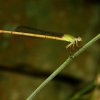 Yelllow Waxtail (Ceriagrion coromandelianum)