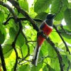 Malabar trogon (Harpactes fasciatus)