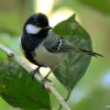 Great Tit (Parus major)