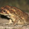 Asian common toad (Duttaphrynus melanostictus)