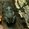 Kelaart's dwarf toad (Adenomus kelaartii)