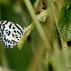 Common Pierrot (Castalius rosimon)